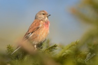 Konopka obecna - Carduelis cannabina - Eurasian Linnet 2124